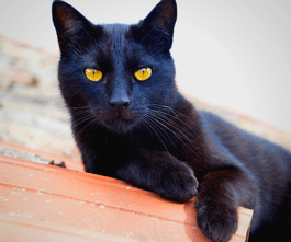 black cat